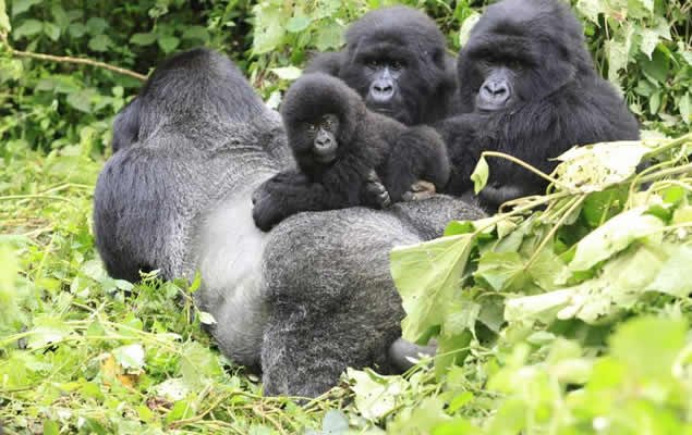 GorillaTrekking